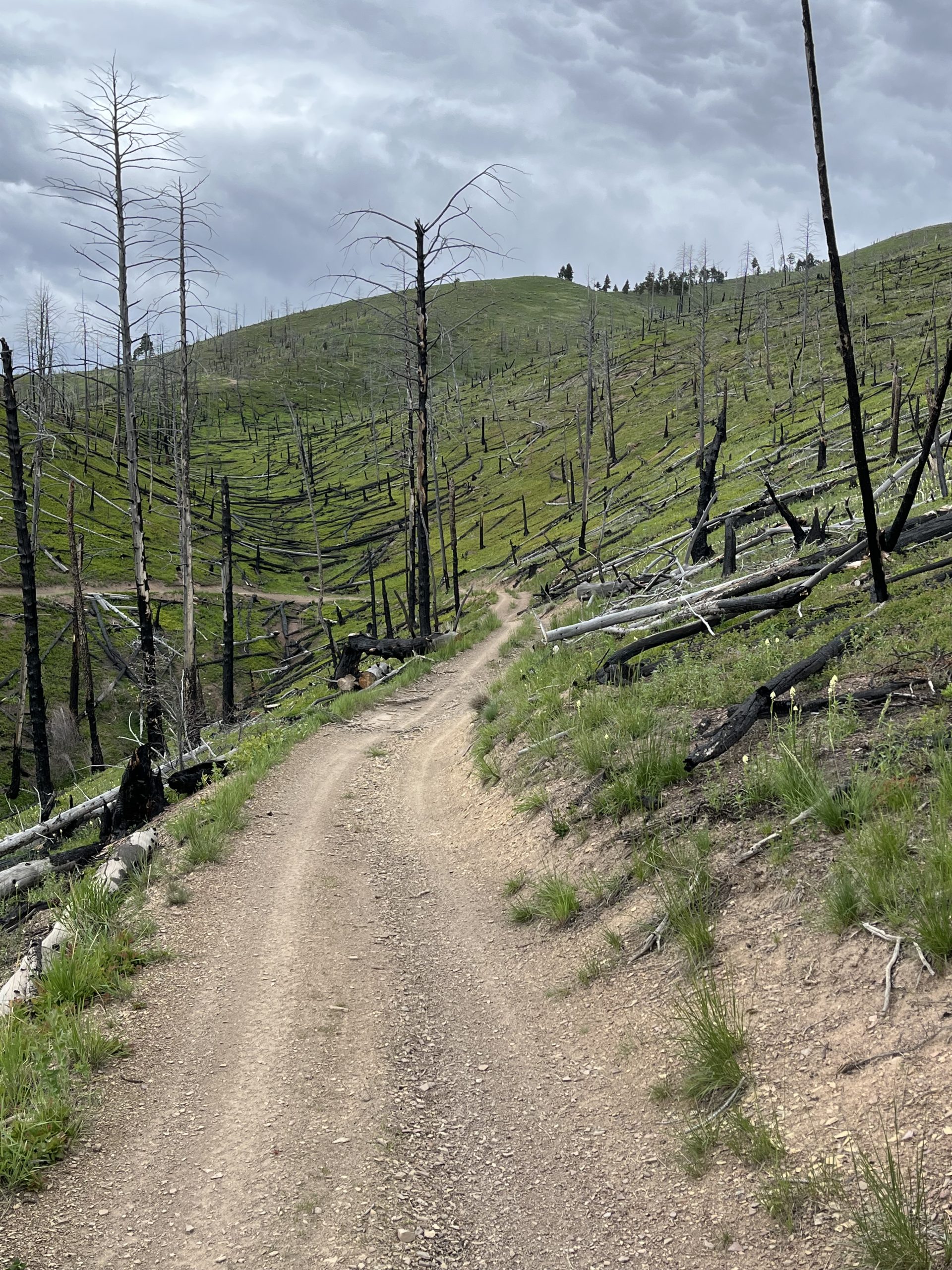 Rehab from 2024 forest fires