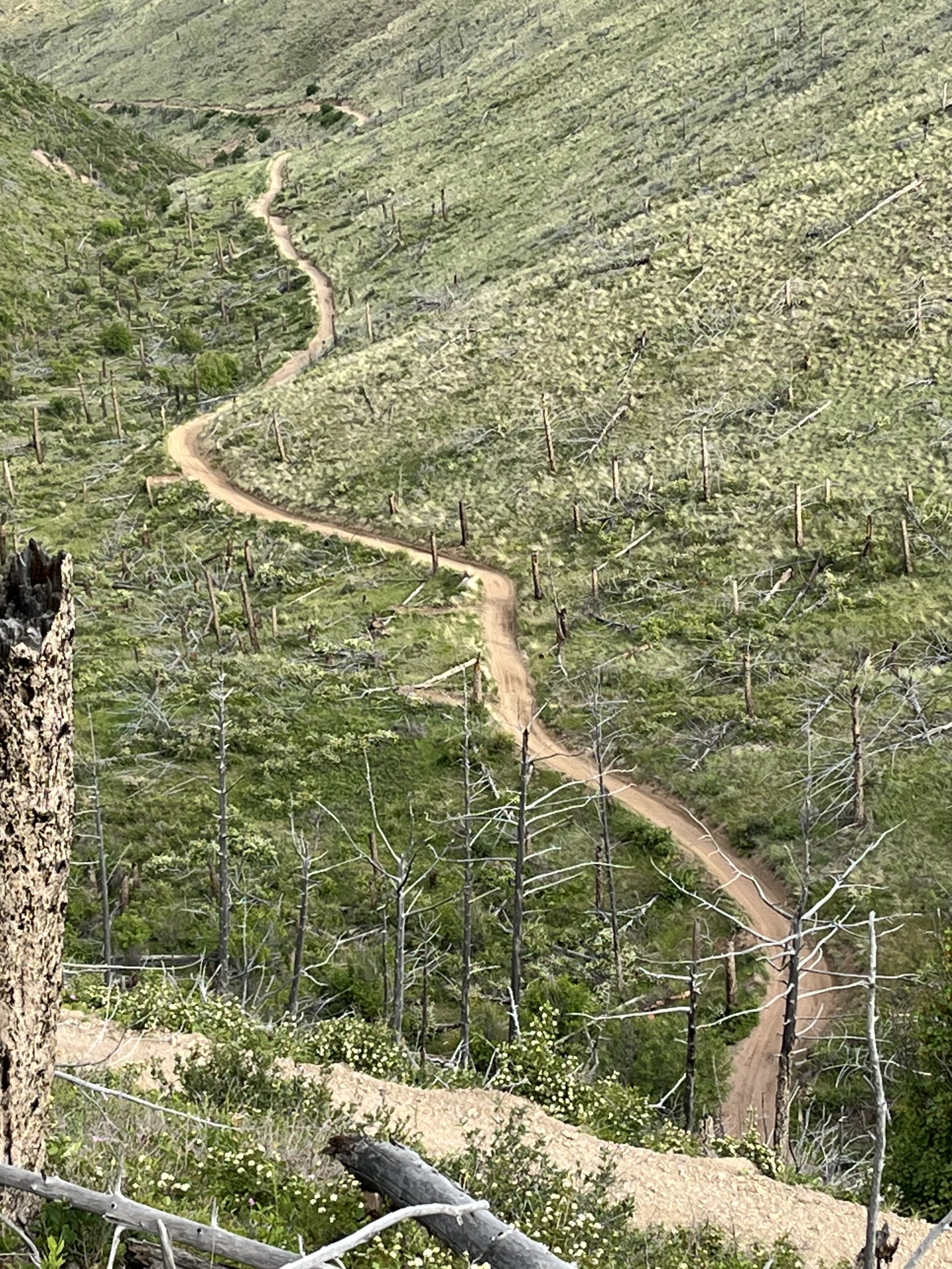 Trail Repair in Fire Burned Area