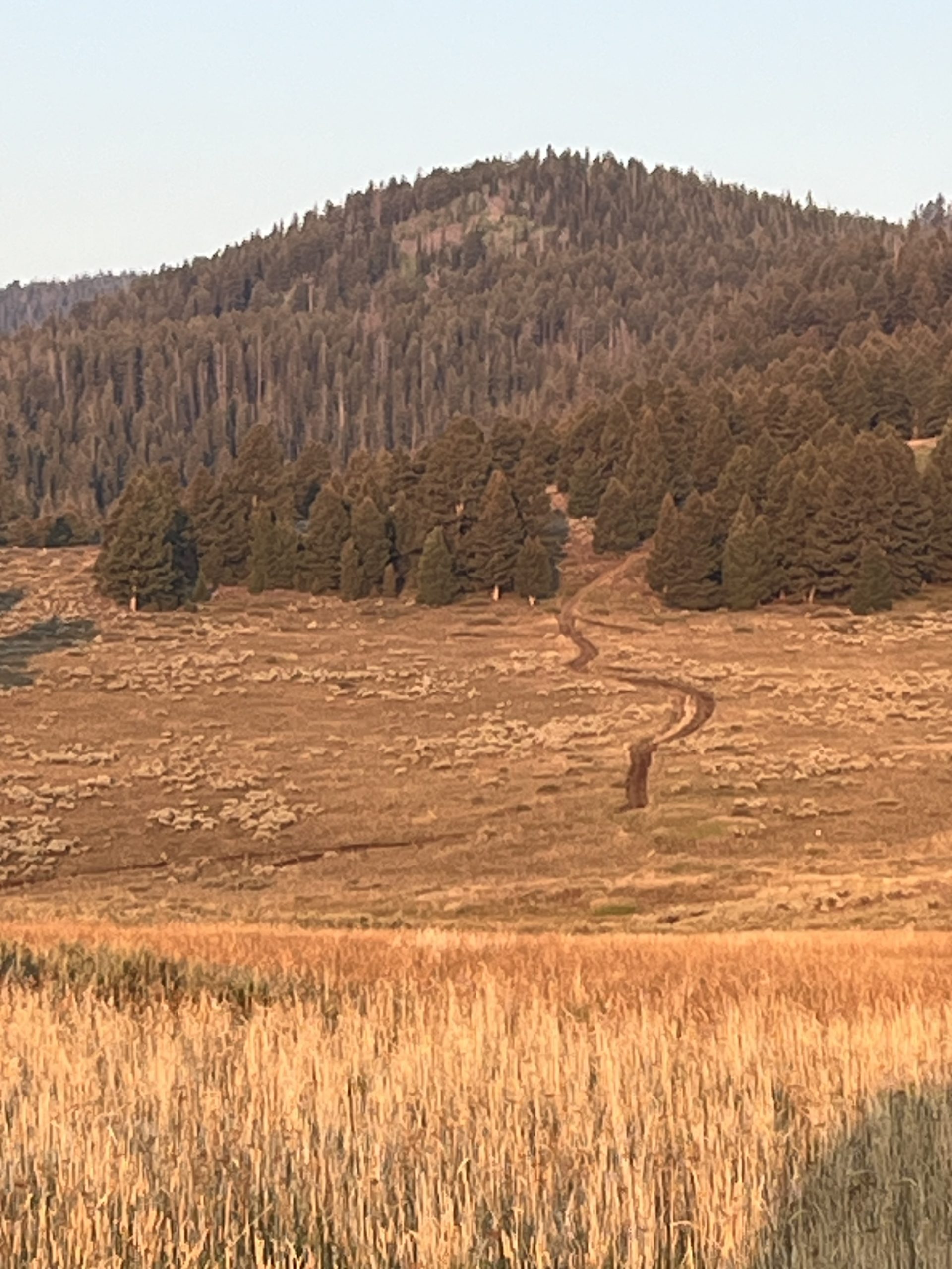 Madison RD trail maintenance